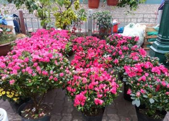 Hướng dẫn chọn hoa, cây cảnh ngày Tết nhiều ý nghĩa