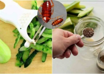 Thả quả dưa chuột vào tủ quần áo để đuổi gián, sáng hôm sau cả nhà “ngả nón kính phục”