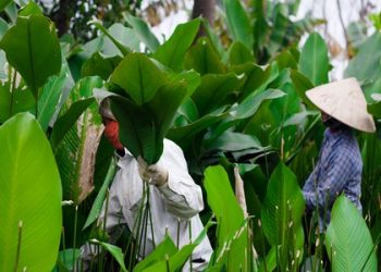 Cách giải rượu ngày Tết đơn giản hiệu quả không phải ai cũng biết