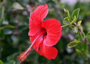 Các loài hoa nên trồng vào mùa hè rất tốt cho cả gia đình