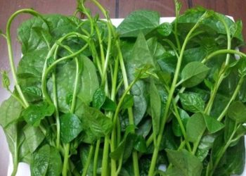 Cách luộc Mồng Tơi xanh mướt mát