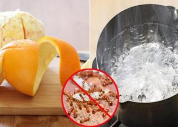 Tuyệt chiêu đuổi kiến không cần dùng hóa chất, ai cũng làm được