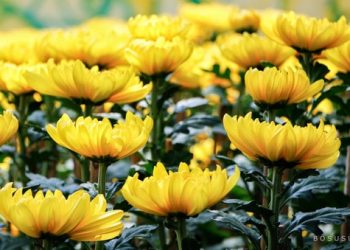 Mẹo chơi hoa đẹp, tươi lâu và mang lại tài lộc trong ngày Tết