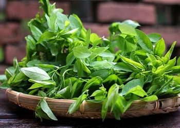 Mẹo nhỏ chọn rau củ quả an toàn cho cả nhà không thể không biết