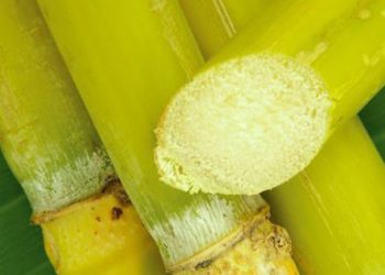 Đừng tưởng mua mía đơn giản, phải mua loại này mới ngon và nhiều dưỡng chất nhất