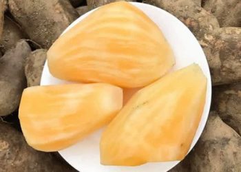 Củ sâm đất rất ngon, rất bổ, rất rẻ nhưng nhiều người lại không được phép ăn