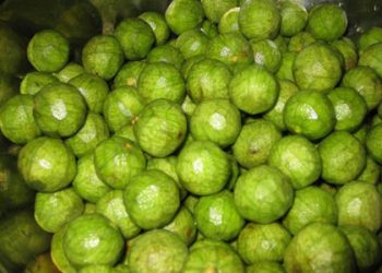 Cách chọn sấu ngon, cách sơ chế và bảo quản sấu tươi