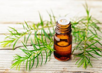 Tất tần tật kiến thức về Tea Tree Oil và tips làm đẹp hữu ích