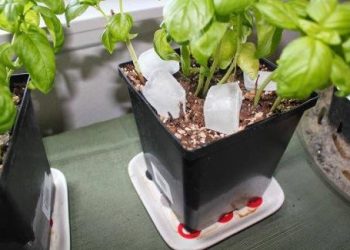 Thả 3 viên đá lạnh xuống chậu hoa, cô gái không ngờ “chế” ra thứ hữu ích thế này