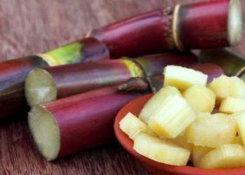 Từ chuyện “mía Thanh minh độc hơn rắn” tới cách nhận biết dấu hiệu cây mía có độc