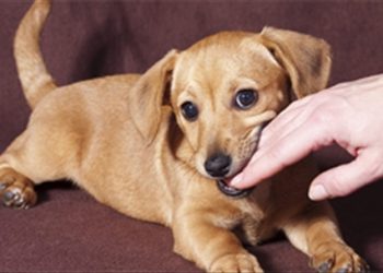 Biện pháp hiệu quả xử trí đúng cách khi bị chó mèo cắn