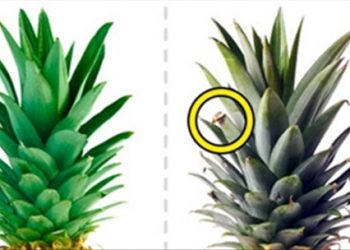 Muốn mua dứa ngon phải nhìn vào lá, còn bơ ngon thì phải nhìn vào…