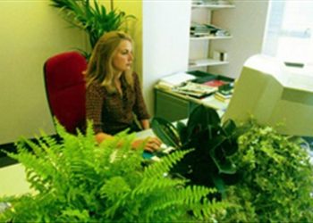Trồng cây xanh trong nhà, có thực sự nên hay không?