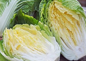 Cách chọn mua cải thảo Việt Nam siêu chuẩn nhất định phải biết