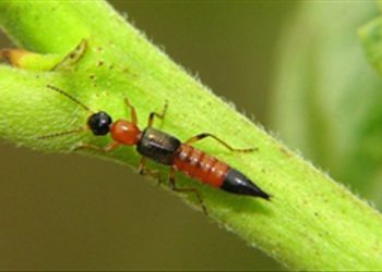Cách đuổi kiến ba khoang ở khu nhà cao tầng, chung cư