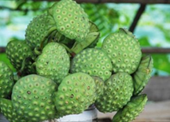 Mẹo bảo quản và chế biến hạt sen tươi nên học hỏi ngay