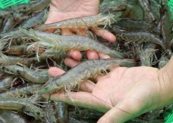 Muốn biết tôm có tươi ngon hay không cứ nhìn phần chân, nếu có hiện tượng này thì chớ dại mà mua