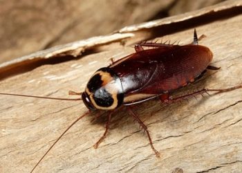 Tổng hợp 15 cách đuổi côn trùng cực an toàn mà hiệu quả