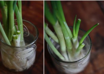 Trồng rau củ tại nhà hiệu quả từ những thân gốc bỏ đi