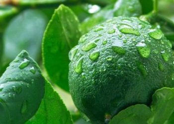 Đây là thứ lá dân buôn đang săn lùng và vặt trụi vì chứa nhiều công dụng, nhiều người khi biết tiếc ngẩn ngơ