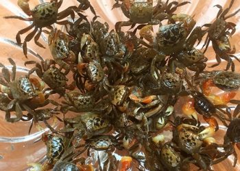 Loài đặc sản “nhát chết”, giống con cua, trước cho không ai lấy nay đổi đời bán giá đắt ở thành phố