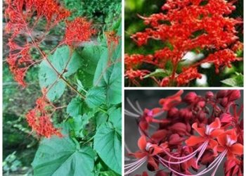 mò hoa đỏ và tác dụng chữa đau bụng kinh