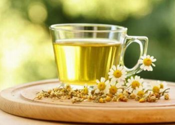 Hoa cúc trắng chữa hoa mắt, chóng mặt, có thể bạn chưa biết