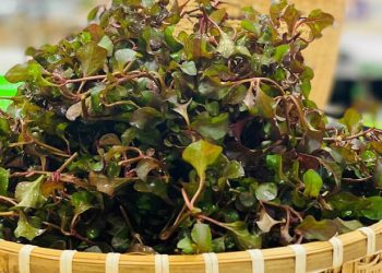 Xà lách xoong Nhật: Giải đáp thắc mắc thường gặp và gợi ý món ăn ngon