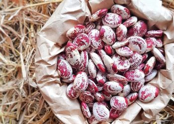 Đậu ngự có tác dụng gì? Những gợi ý món ăn thơm ngon, ngọt béo