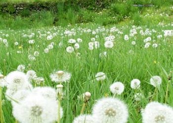 Bồ công anh trị mụn nhọt, viêm đường tiết niệu, có thể bạn không ngờ tới
