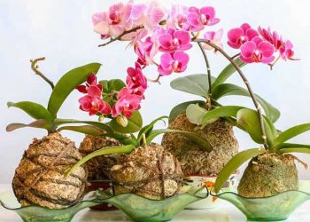 Lan hồ điệp tưới nước như nào cho đúng nhất