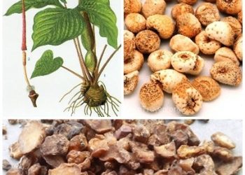 Bài thuốc trị viêm phế quản ở người cao tuổi hiệu quả không ngờ