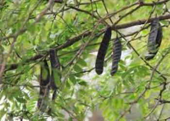 Hãy trữ sẵn bồ kết để ‘trừ tà’, phòng cúm, sởi, thuỷ đậu nhờ những cách này
