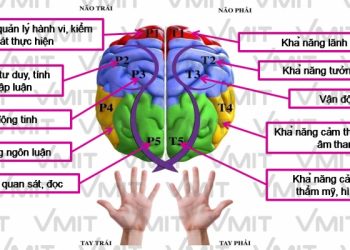 Bí quyết giúp não bộ hoạt động tốt tránh sự thoái hóa