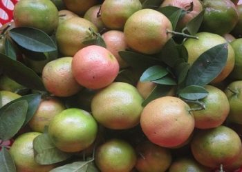 Cách chọn chanh đào ngon 10 quả mọng nước cả 10 nên biết