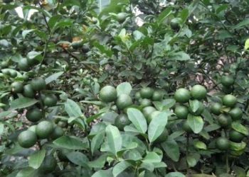 Những công dụng của chanh khiến bạn muốn trồng ngay trong vườn nhà