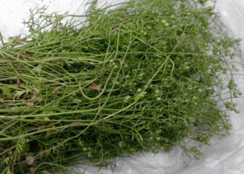 Rau mùi hỗ trợ trị sởi