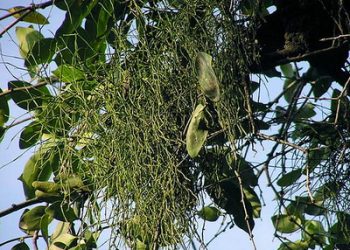 Công hiệu chữa bệnh từ cây tầm gửi, có thể bạn sẽ bất ngờ