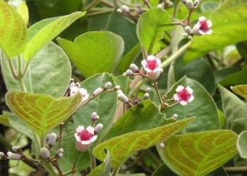Mách bạn kinh nghiệm chữa bệnh đường tiêu hóa bằng cây cỏ