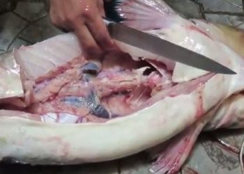 Chọn lựa và bảo quản thịt cá luôn tươi ngon, các bà nội trợ hãy tham khảo thêm nhé!