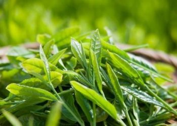 Bí quyết chữa đau răng bằng thực phẩm hiệu quả không thể bỏ qua