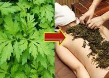 Chữa trị gai cột sống lưng bằng 3 bài thuốc vô đơn giản