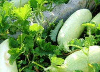 Dưa gang giá rất ‘hạt dẻ’, làm được nhiều món ngon, thanh mát, lạ miệng