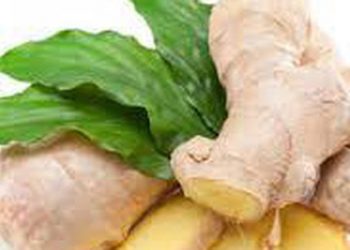 Ra chợ thấy củ gừng có các nếp gấp rõ ràng ở vỏ thì nhanh tay mua ngay lập tức vì lợi ích tuyệt vời của chúng
