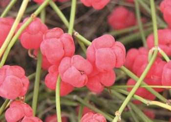 Khàn tiếng do viêm thanh quản phải điều trị như thế nào?