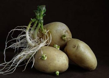 Khoai tây mọc mầm còn ăn được không hay đem vứt?