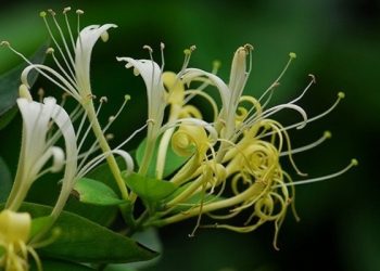 Những bài thuốc Đông y chữa bệnh thấp tim vô cùng kỳ diệu