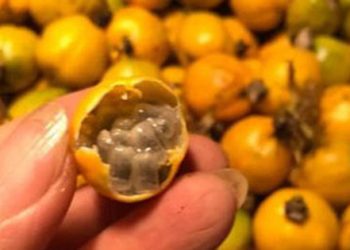 Các loại đồ uống rất ngon từ cây lạc tiên – loại cây tiếp sức cho người phụ nữ bị rơi xuống vực 7 ngày ở Yên Tử vượt qua cơn đói và mưa gió lạnh giá chờ được cứu