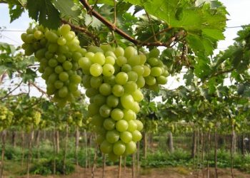 Mách bạn một vài mẹo chọn chọn hoa quả tươi và ngon