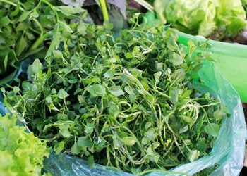 Bí quyết chữa ho từ cây nhà lá vườn mà bạn chưa biết